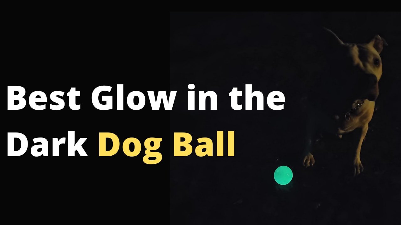 3 Best Glow in the Dark Dog Ball in 2023 (Buyer's Guide)