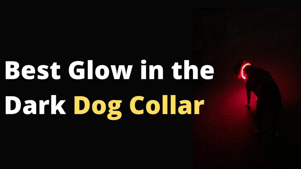 Best Glow in the Dark Dog Collar for making your dog glow in the dark