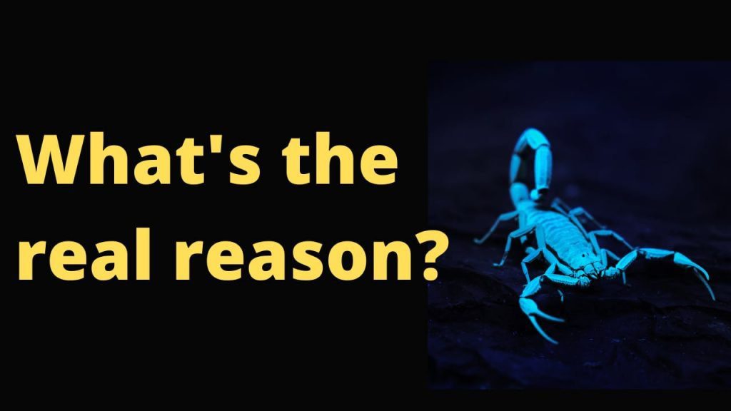 What's the real reason that scorpion glow in the dark? Do they have radium or some glowing power