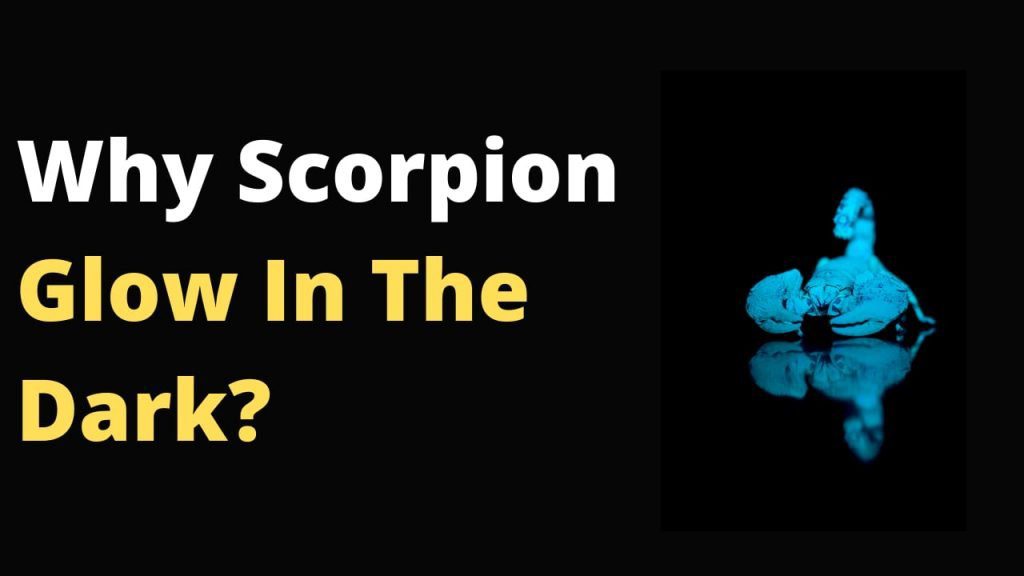 Why Do Scorpions Glow In The Dark? Is it some magic power or chemical reaction