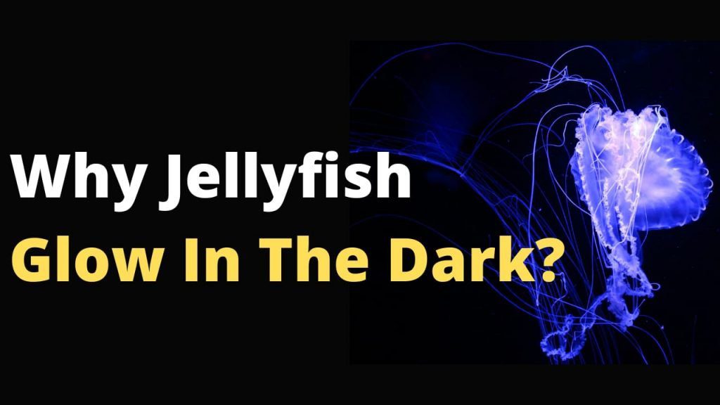 Why Jellyfish Glow In The Dark