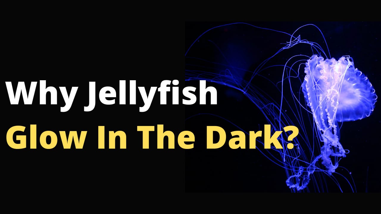 Why Jellyfish Glow In The Dark? [Secret Weapon or What?] - Glow In Dark